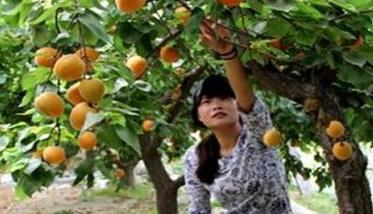 杏树栽培管理技术五步骤（杏树栽培技术要点）