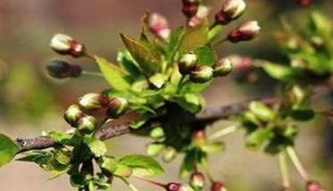 车厘子萌芽开花前施肥