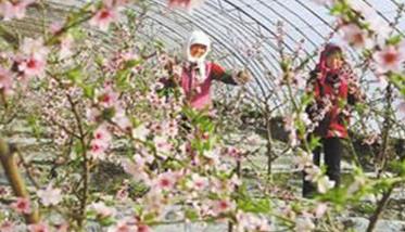 桃树一年两茬果的栽培新技术 桃树一年苗还是二年苗好