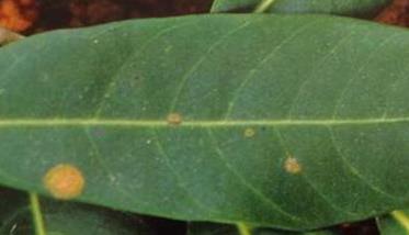 荔枝藻斑病病原是什么 荔枝藻斑病图片