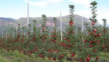 纺锤形苹果树演变出很多树形