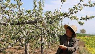 提高苹果品质的主要技术措施有哪些 提高苹果果实品质的措施