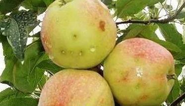 苹果树虫害及其防治方法 苹果树的虫害防治