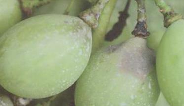 葡萄白腐病的病原是什么