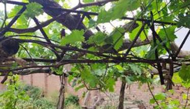 庭院葡萄应选择哪种树型方式合适（庭院 葡萄）