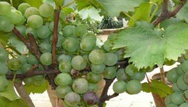盆栽葡萄选择品种时应注意什么 盆栽葡萄选择品种时应注意什么事项