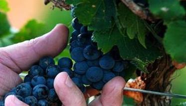 晚熟葡萄品种有哪些 晚熟葡萄品种有哪些名字