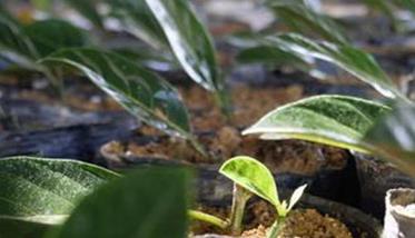 凤梨的种植密度、育苗方法 凤梨的种植密度,育苗方法视频