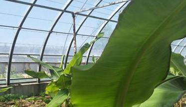 北方温室香蕉栽培技术 北方温室种植香蕉