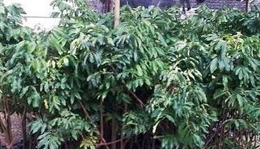 龙眼树种植技术要点 龙眼树怎么种植技术