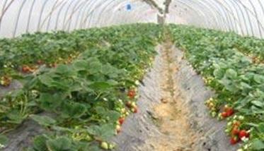 种植一亩大棚草莓的成本费用是多少钱？