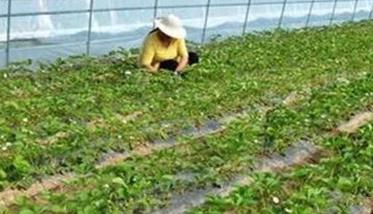 草莓可以用除草剂吗 草莓可以用除草剂吗有毒吗