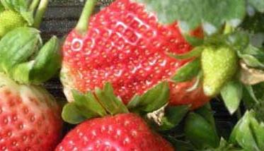 大棚草莓怎样种植？ 大棚草莓怎样种植和管理