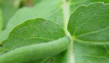 青菜主要虫害的防治方法 青菜虫害如何防治