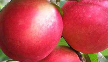 油桃栽培技术 种植油桃技术指导