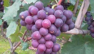 巨峰葡萄高产栽培技术要点 怎样种巨峰葡萄才能高产