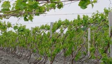 葡萄种植常见问题的回答 影响葡萄种植的因素