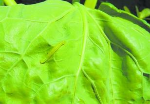 生物性激素诱杀蔬菜小菜蛾的方法 生物性激素诱杀蔬菜小菜蛾的方法有哪些
