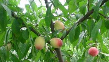 桃树的种植技术 桃树的种植技术和管理