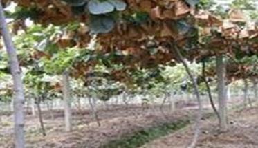 猕猴桃树的种植方法与步骤 猕猴桃树怎么栽