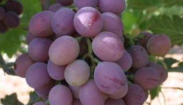 葡萄的种植前景 葡萄种植发展前景