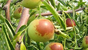 种植冬枣树要了解冬枣树的习性 冬枣树苗种植技术