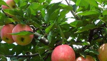 苹果树有哪些最新优良品种 苹果树有那些品种