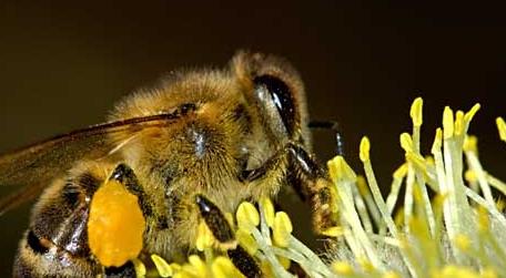 2022年养蜜蜂有前景吗 蜜蜂发展前景