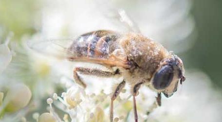 蜜蜂蜇人后为什么会死去 蜜蜂蜇人后为什么会死去啊