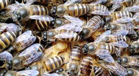 蜜蜂是怎么修筑蜂巢的 蜜蜂用什么建造蜂巢