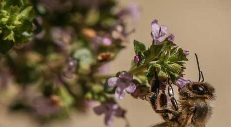 冬天蜜蜂还采花酿蜜吗（蜜蜂采花后几天酿成蜜）