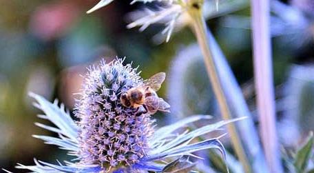蜜蜂一年四季都产蜜吗 蜂蜜是一年四季都产吗