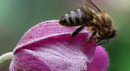 蜜蜂是害虫还是益虫（蜜蜂是害虫还是益虫答案）