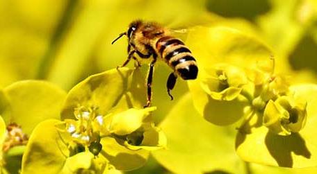 蜜蜂采花蜜是为了什么（花为什么需要蜜蜂采蜜）