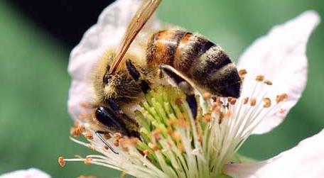 蜜蜂酿蜂蜜是为了什么（蜜蜂酿花蜜是为了什么）