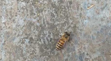 土蜂和洋蜂有什么区别 土蜂和洋蜂的区别