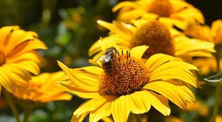 蜜蜂的象征意义是什么（蜜蜂的象征意义是什么四字词语）