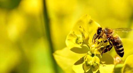 普通工蜂和侦查蜂怎么区分 采集蜂和侦查蜂区别