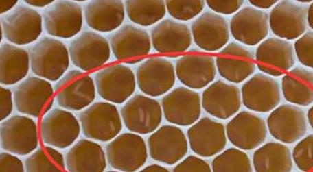 工蜂产卵后能活多久 蜜蜂工蜂能活多久