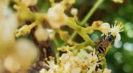 黑小蜜蜂的特点有哪些 小蜜蜂和黑小蜜蜂