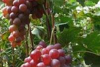 葡萄施用钾肥的重要性及其技术 葡萄施用钾肥的重要性及其技术要点