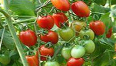 温室种植樱桃番茄怎么增产？ 樱桃番茄亩产