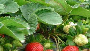 草莓白粉病有什么防治方法 草莓白粉病防治措施