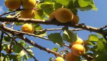 你不知道的杏树增产秘诀 杏树如何管理丰产