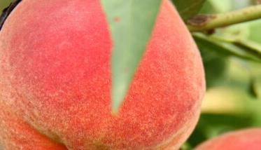 桃的营养价值及功效与作用 黄桃的营养价值及功效与作用