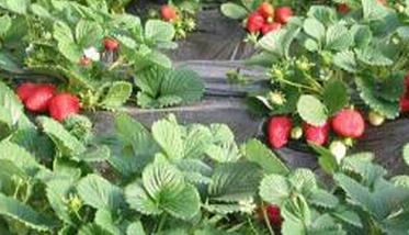 露天草莓的种植方法 露天草莓的种植方法和技术