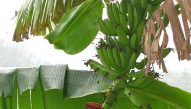 香蕉的种植－香蕉图片（香蕉树图片大全大图 种植）