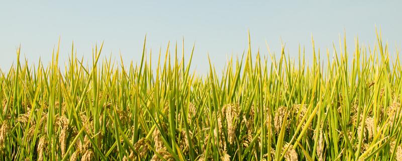 粳稻适宜的种植海拔上限是多少 粳稻适宜的种植海拔上限是多少呢