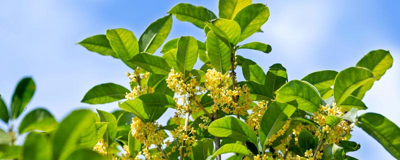 桂花树的生长环境和特征 桂花树十大禁忌