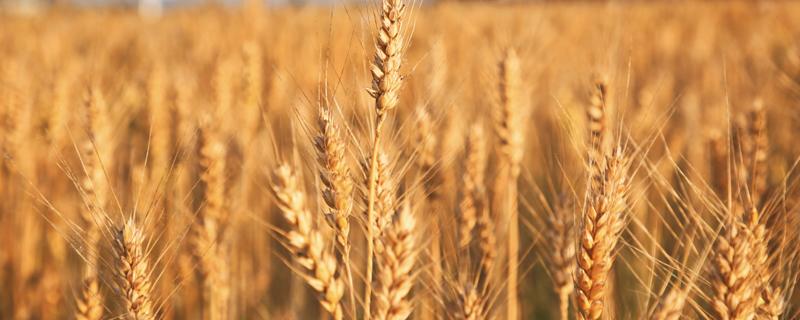 小麦和水稻哪个播种范围广（小麦和水稻哪个播种范围广芭芭农场）